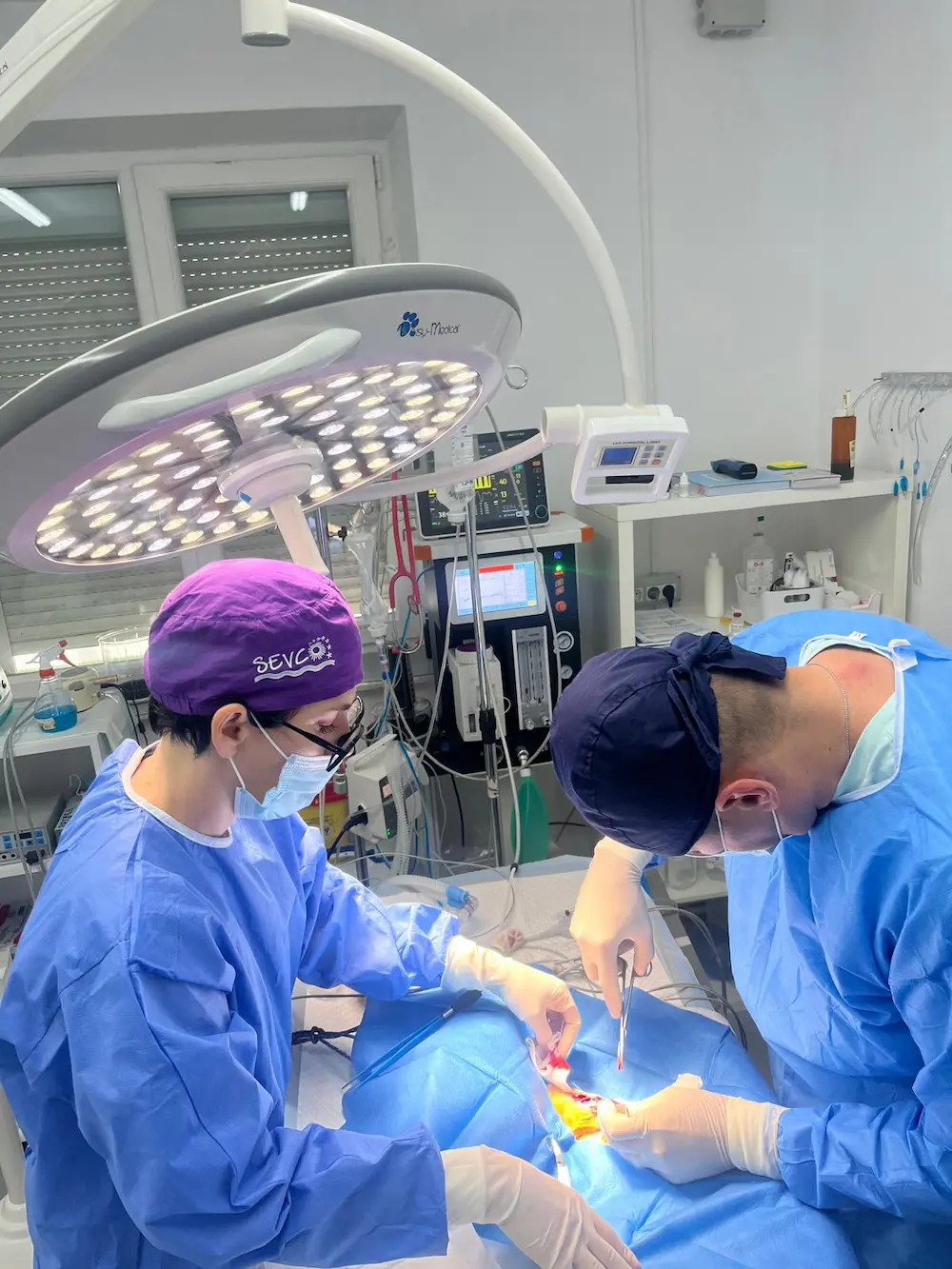 Echipa AdoraPet în timpul unei intervenții chirurgicale veterinare