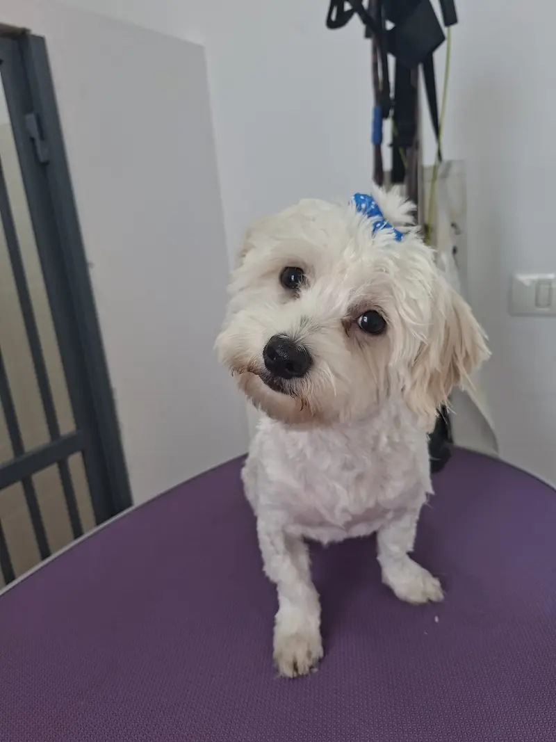 Cățel alb îngrijit la salonul de cosmetică canină AdoraPet din Clinceni, Ilfov