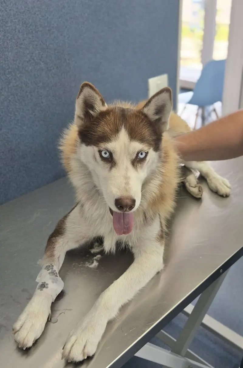 Câine Husky pe masa de consultații la cabinetul veterinar AdoraPet din Clinceni